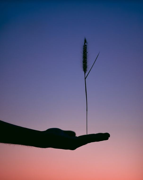clasificacion alimentos gunas ayurveda