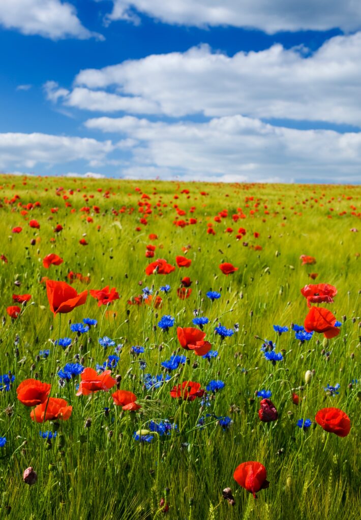 beneficios terapias florales (3)